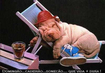 chien